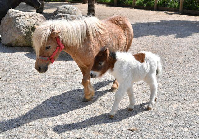 Doğal Yaşam Parkı'nın minik üyeleri ilgi odağı