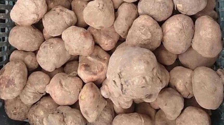 Sıfır maliyetle topluyorlar, kilosunu 175 TL'den satıyorlar