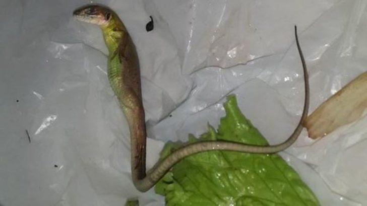 Marulun içinden çıkan yaratık sosyal medyayı karıştırdı  G1