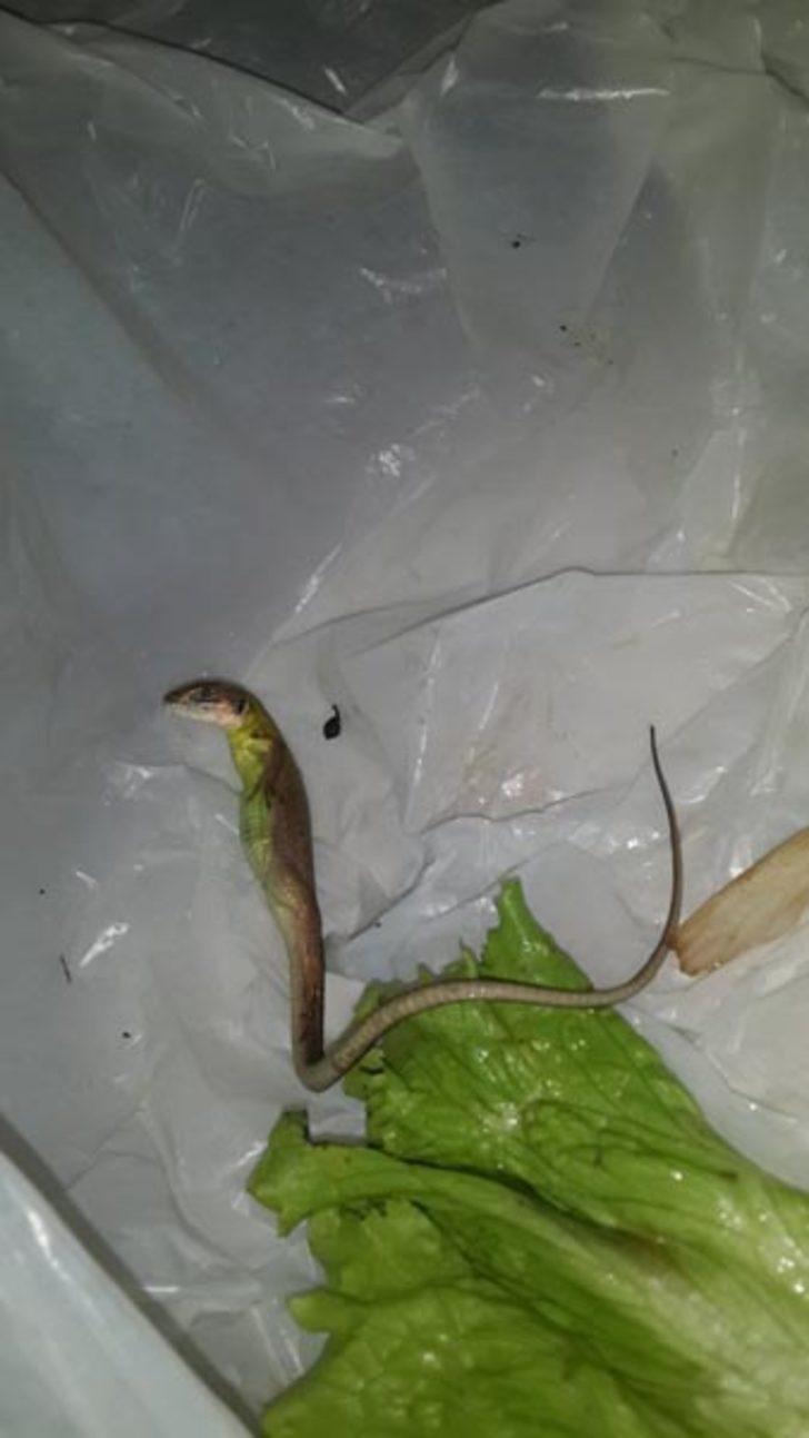 Marulun içinden çıkan yaratık sosyal medyayı karıştırdı  G2