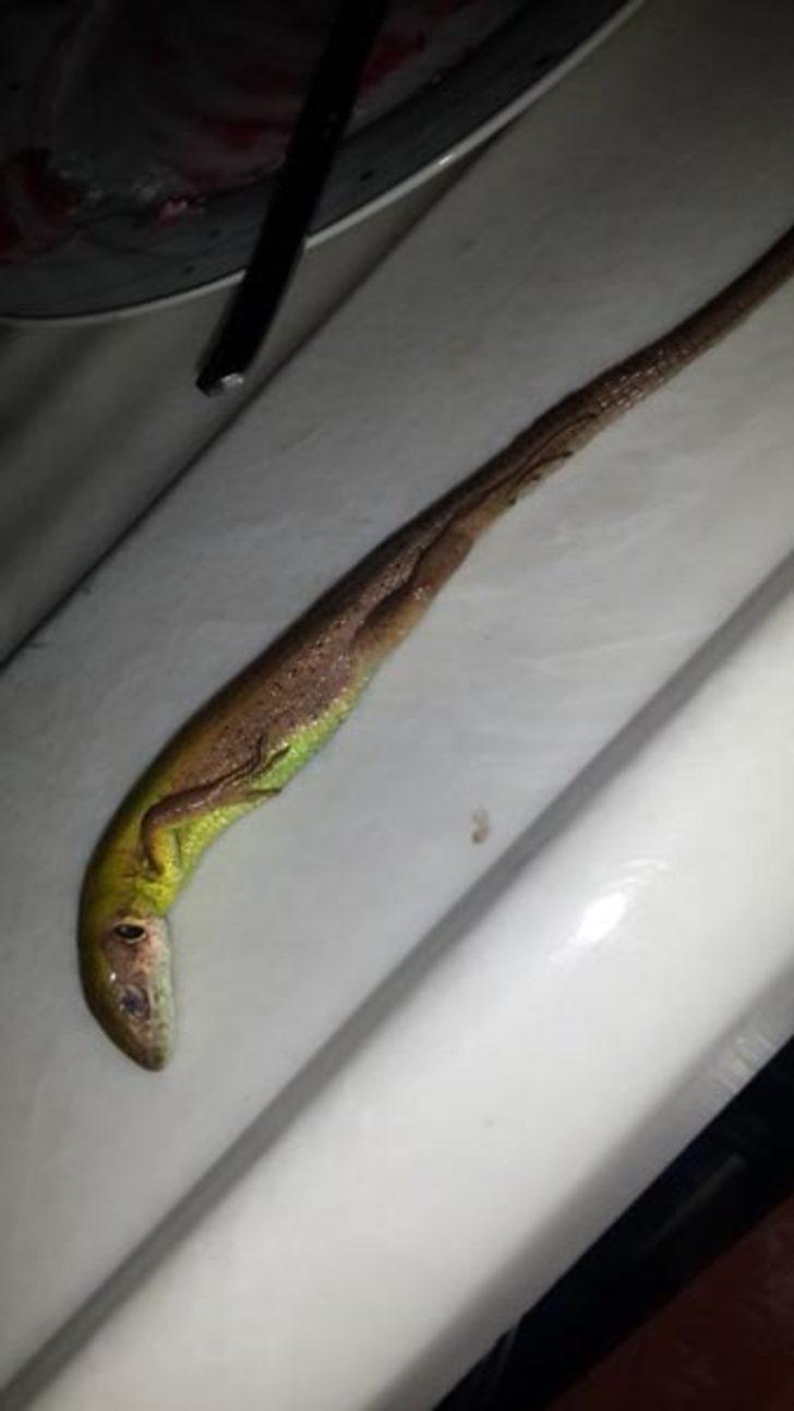 Marulun içinden çıkan yaratık sosyal medyayı karıştırdı  G3