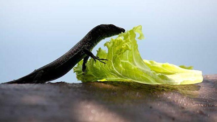 Marulun içinden çıkan yaratık sosyal medyayı karıştırdı  G4