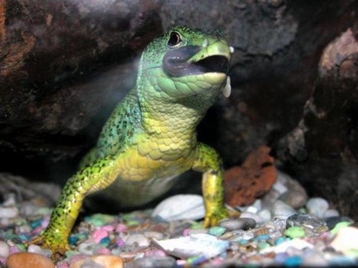 Marulun içinden çıkan yaratık sosyal medyayı karıştırdı  G5