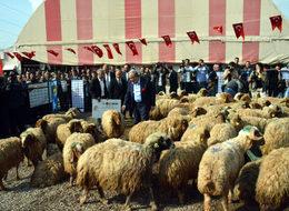 Merakla beklenen '300 koyun projesi' başladı!