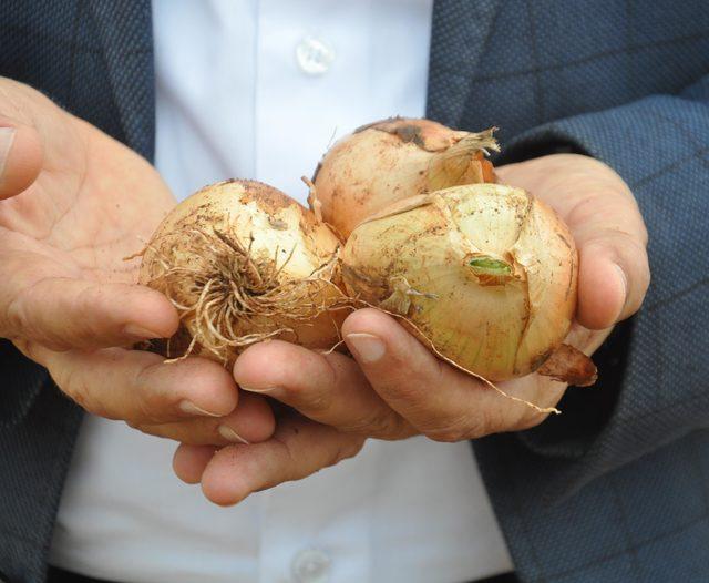 Kuru soğanda hastalık nedeniyle verim kaybı