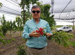 Ceyhan'da yetiştirilen kiraz ihraç ediliyor