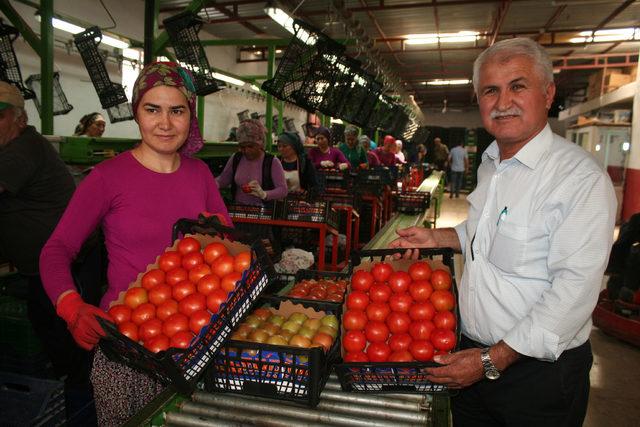 Domates yüz güldürdü