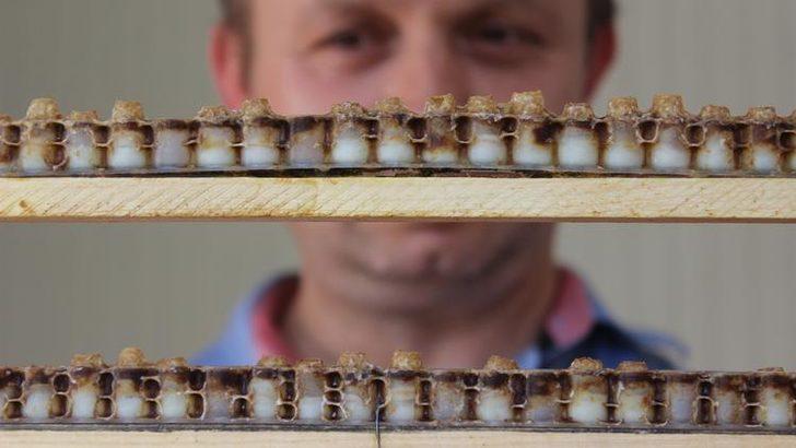 Hasadı başlayan arı sütü kilosu 4 bin liradan satılıyor G1