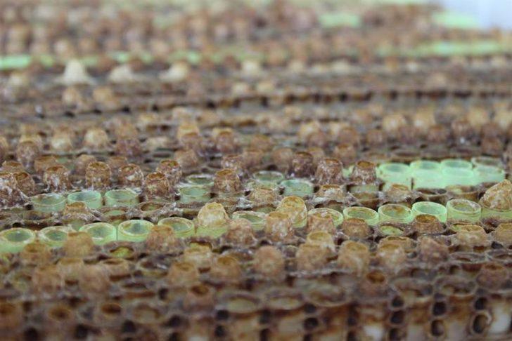 Hasadı başlayan arı sütü kilosu 4 bin liradan satılıyor G3