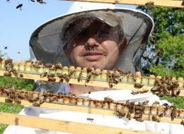 Hasadı başlayan arı sütü kilosu 4 bin liradan satılıyor