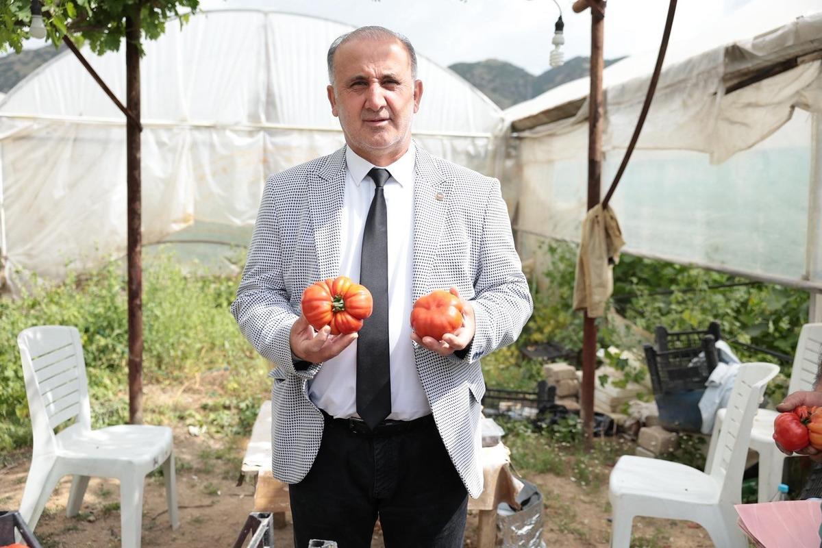 Eskiler bu domatese dangalak derdi şimdi pazarların g&ouml;zdesi! Kilosu 100 TL 3