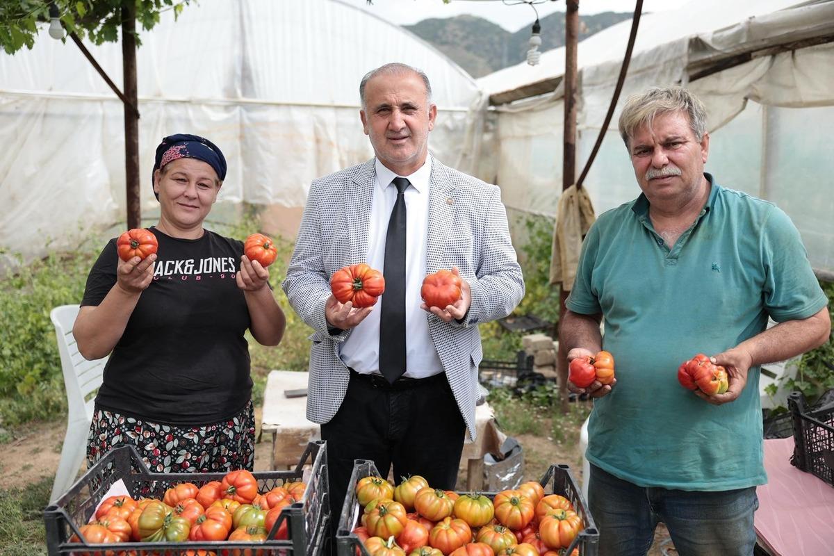 Eskiler bu domatese dangalak derdi şimdi pazarların g&ouml;zdesi! Kilosu 100 TL 2