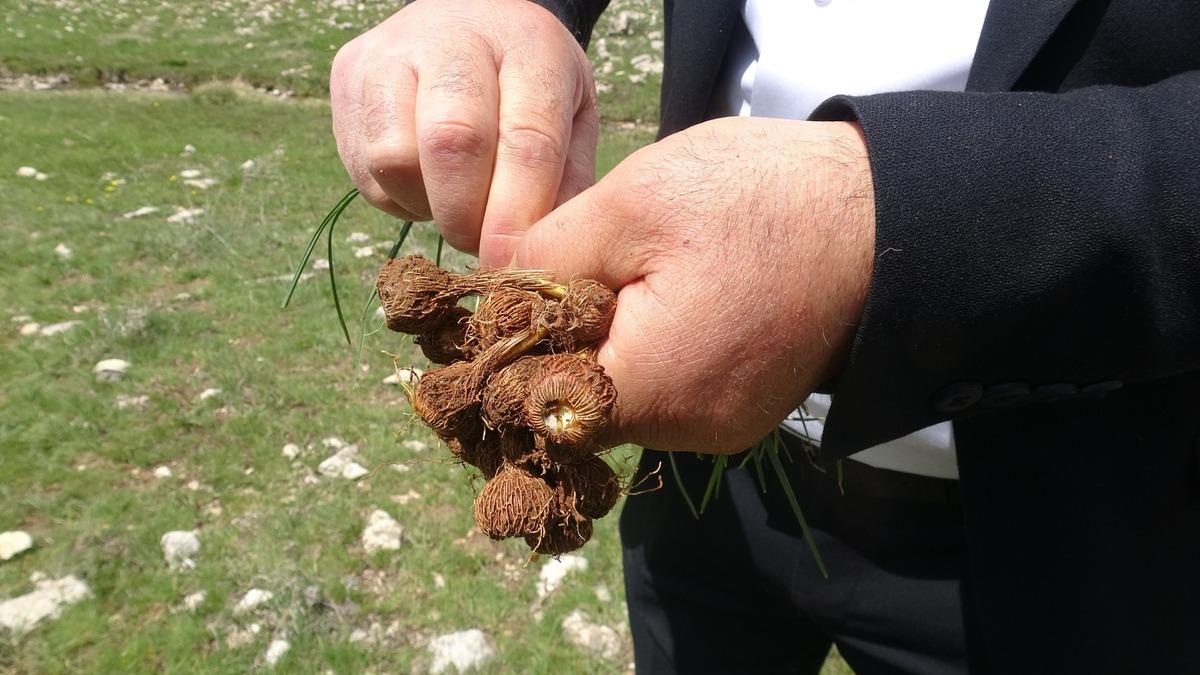 Malatya&rsquo;da doğal yetişiyor! Toplayan soluğu pazarda alıyor 1