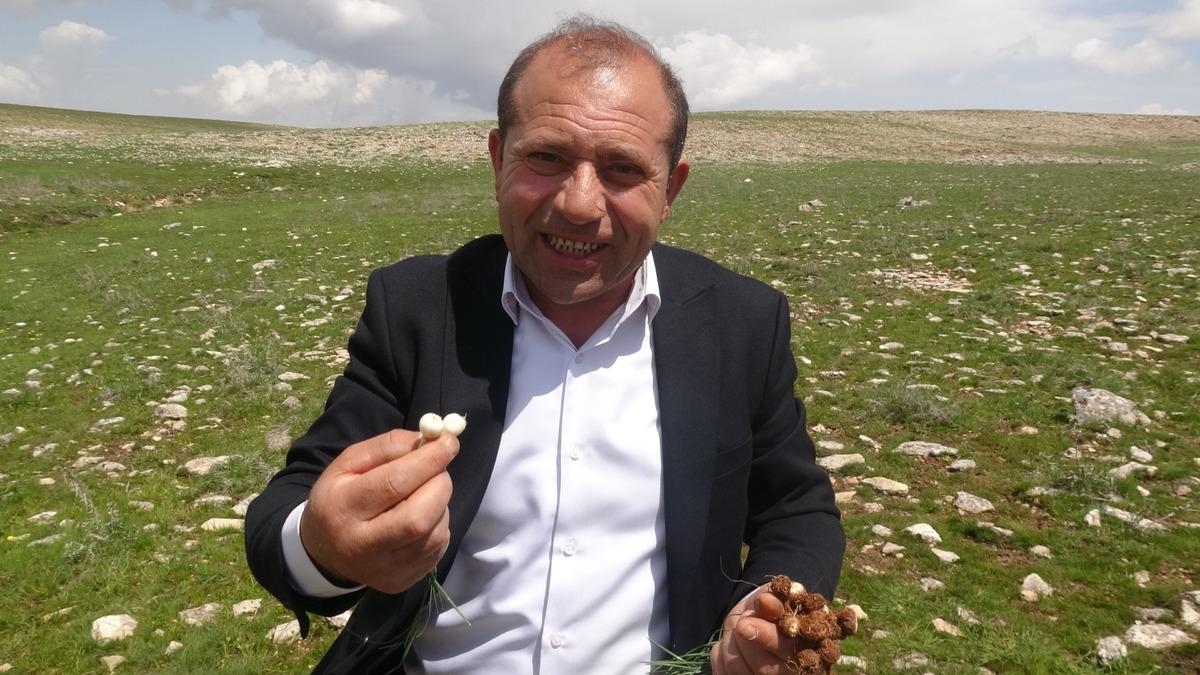 Malatya&rsquo;da doğal yetişiyor! Toplayan soluğu pazarda alıyor 2