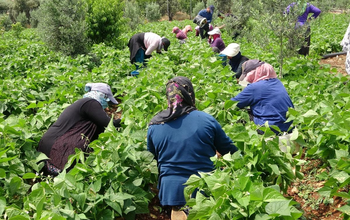  Kalbin ilacı  tezgaha indi! Sarı kız hasadı başladı: Kilosu 100 lira 2