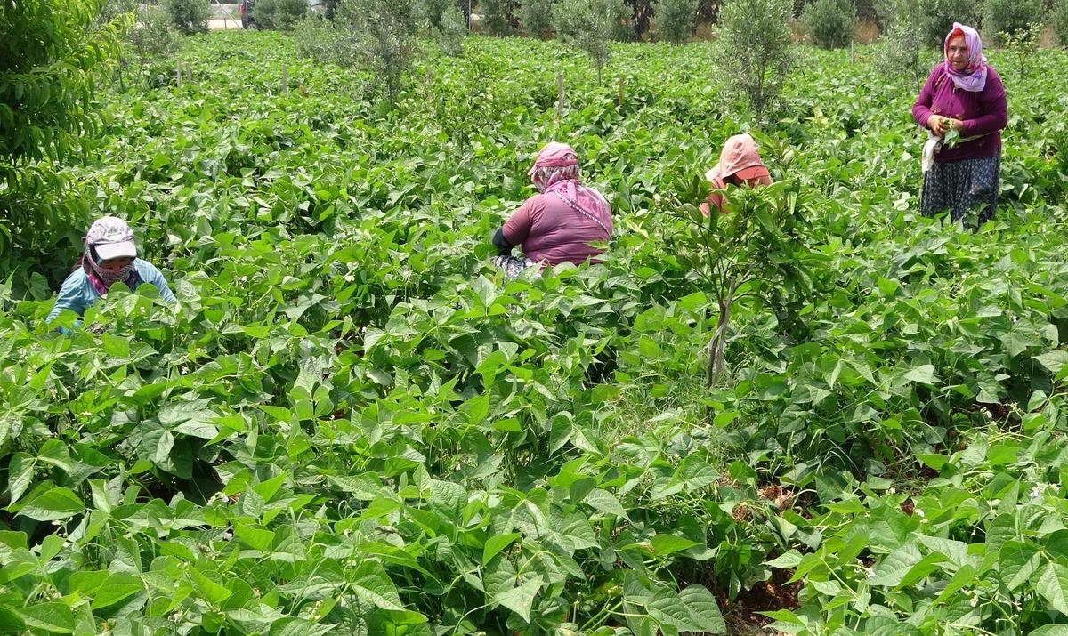  Kalbin ilacı  tezgaha indi! Sarı kız hasadı başladı: Kilosu 100 lira 1