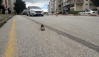 Otomobilin &ccedil;arptığı kadın, ağır yaralandı; s&uuml;r&uuml;c&uuml; alkoll&uuml; &ccedil;ıktı