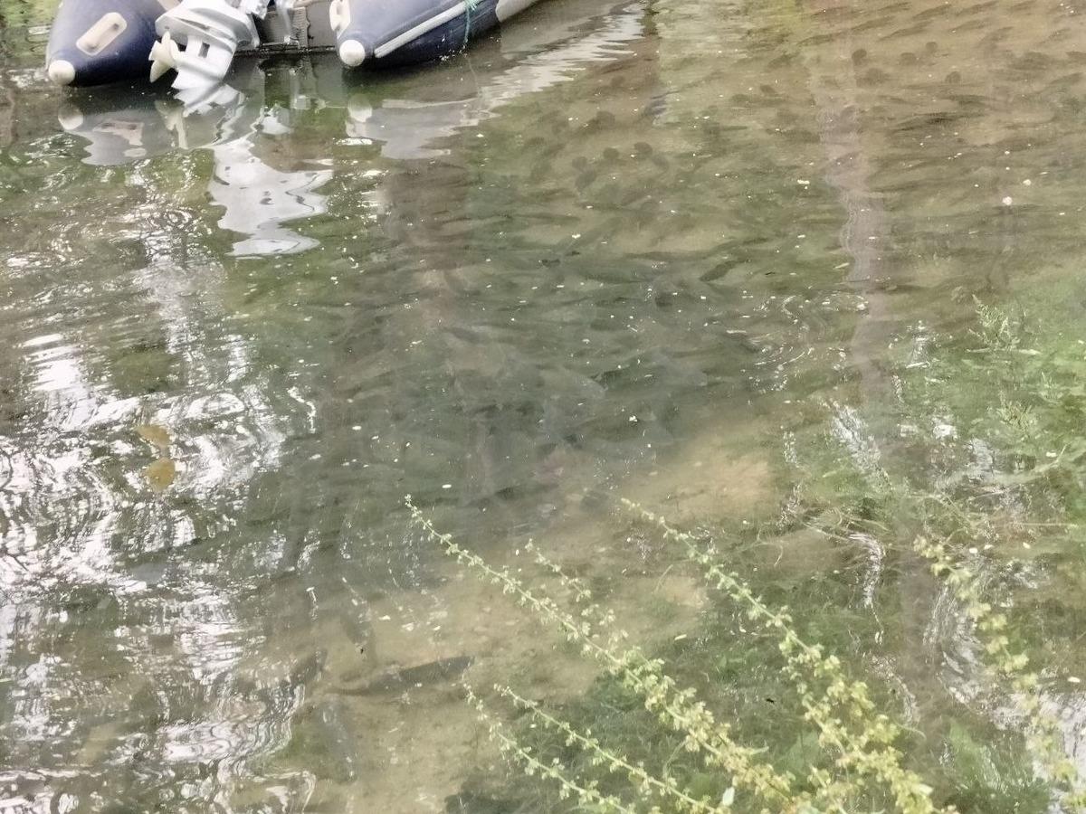 Fırat Nehri nde akıntı &ccedil;oğaldı: Binlerce balık kıyıya akın etti 1