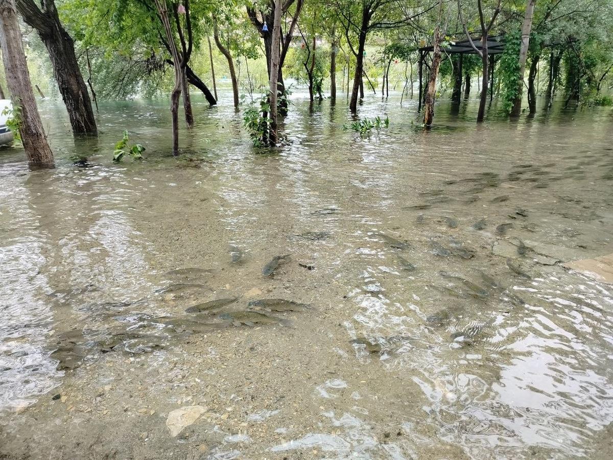 Fırat Nehri nde akıntı &ccedil;oğaldı: Binlerce balık kıyıya akın etti 3
