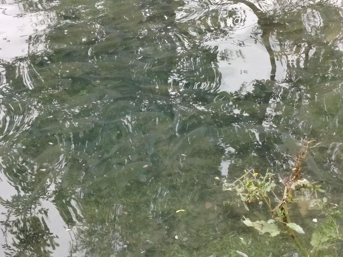 Fırat Nehri nde akıntı &ccedil;oğaldı: Binlerce balık kıyıya akın etti 2