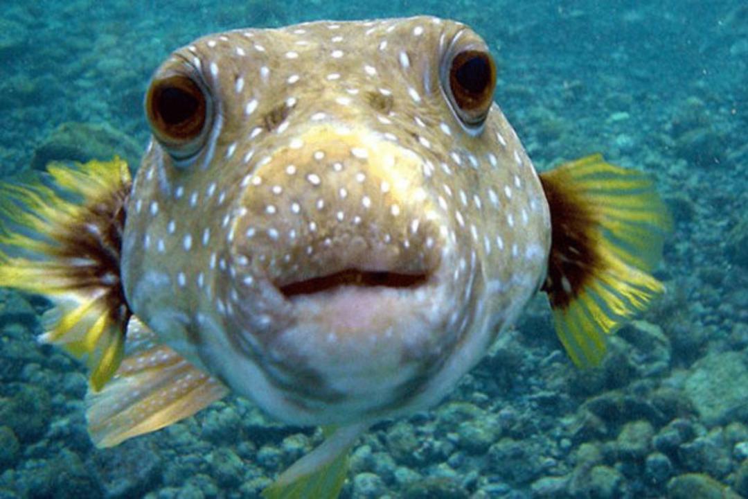 D&uuml;nyadaki en tehlikeli canlılar 