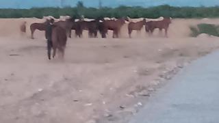 Malatya'da çiftlikten kaçan atlar ekipleri alarma geçirdi