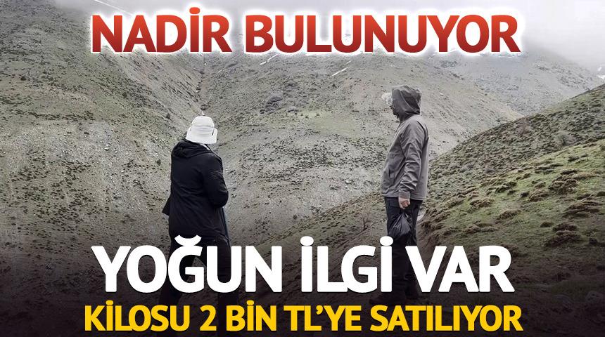 Kilosu 2 bin TL'ye satılıyor: Yoğun ilgi var