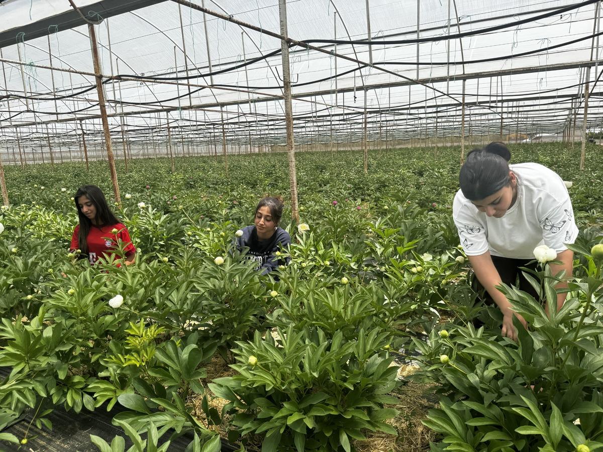 Altın &ccedil;ağını yaşıyor: Tanesi 150 TL, talebe yetişmeye &ccedil;alışıyor 3