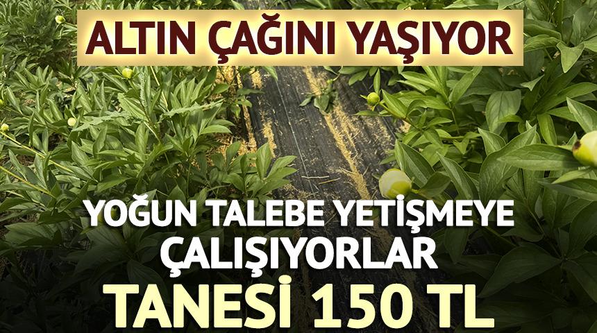 Altın &ccedil;ağını yaşıyor: Tanesi 150 TL, talebe yetişmeye &ccedil;alışıyor