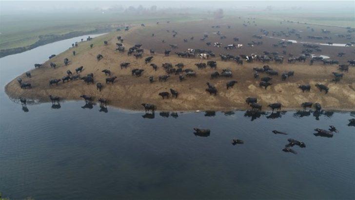 "Afrika savanası" değil, Balıkesir  G5