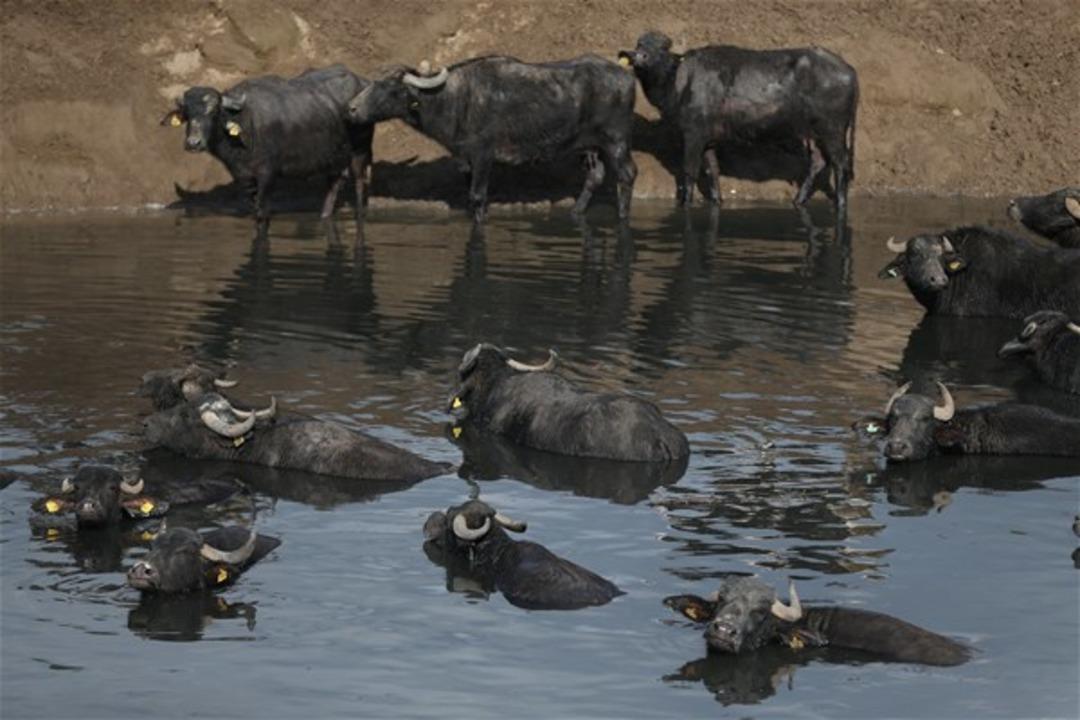 "Afrika savanası" değil, Balıkesir 