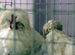 Bu tavuğun değeri arabayla yarışıyor!