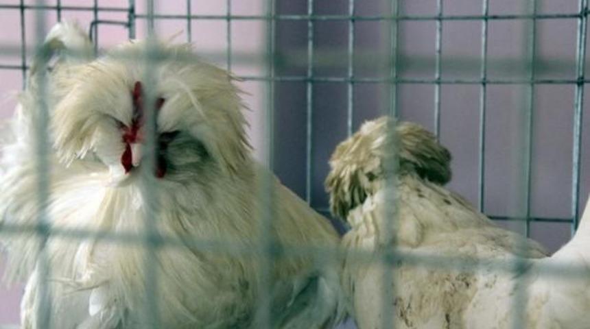 Bu tavuğun değeri arabayla yarışıyor!