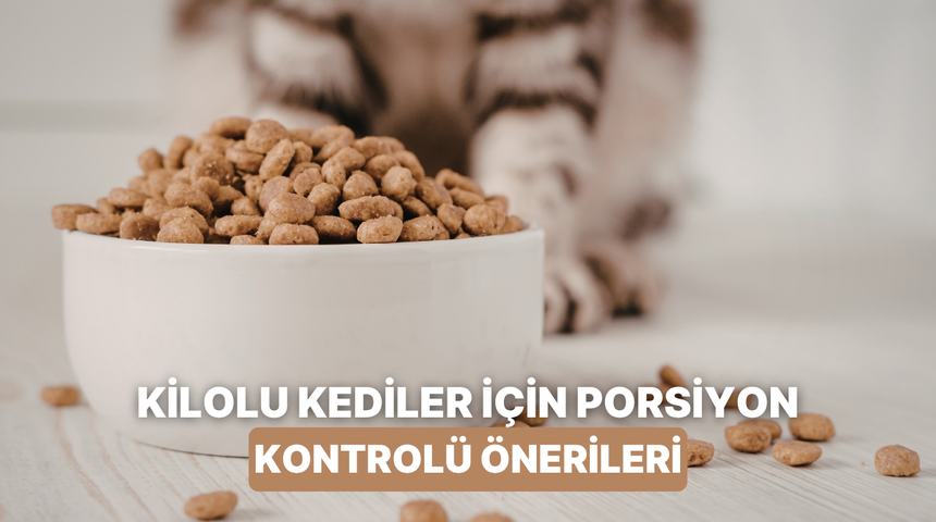 Kedisi kilolu olanlar dikkat: Porsiyon kontrol&uuml; yapmanızı sağlayacak y&ouml;ntemler