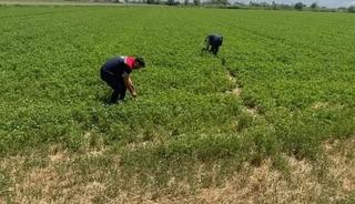 Aydın&rsquo;da kuraklıkla m&uuml;cadele &ccedil;alışmaları s&uuml;r&uuml;yor
