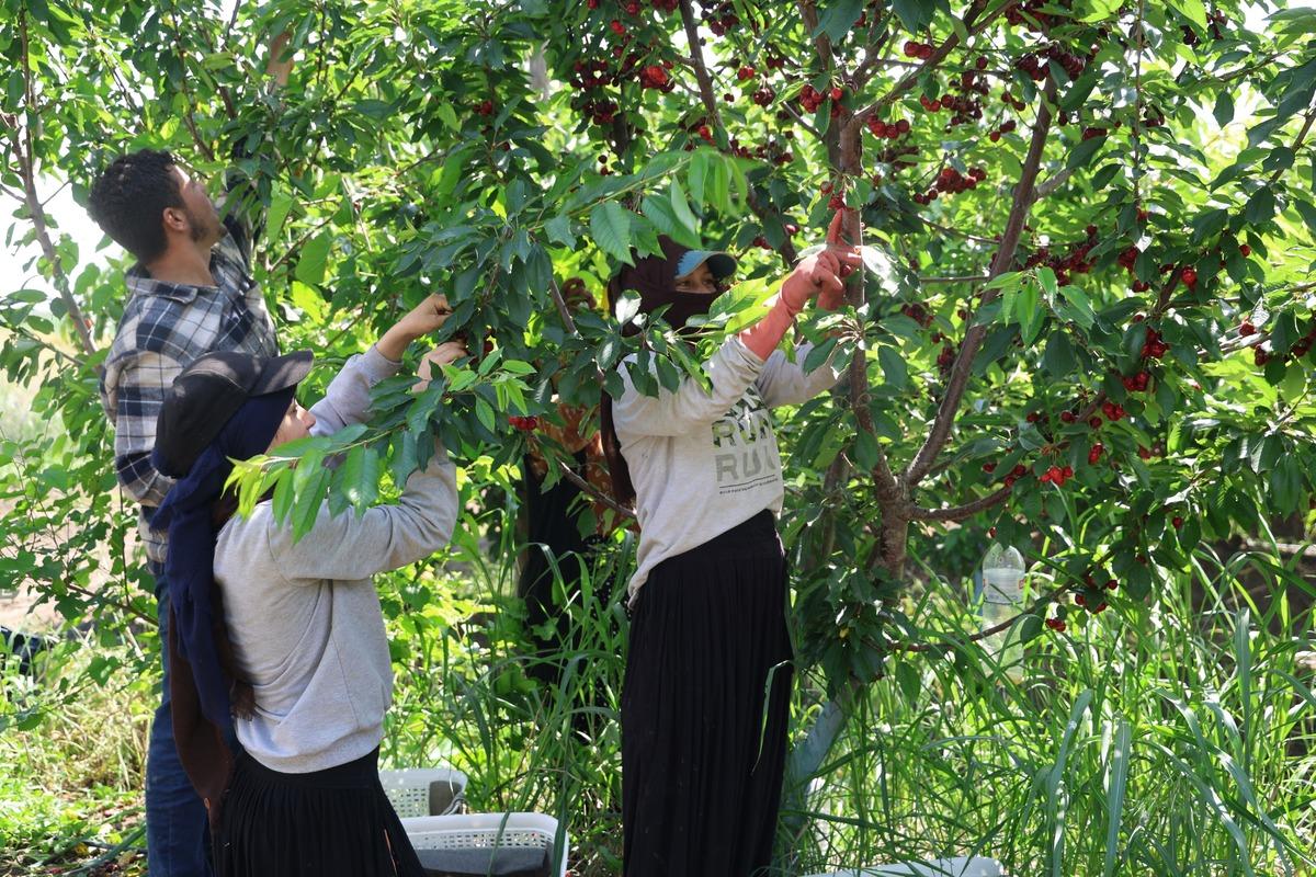 İspanya dan getirmişti: 4 euroya alıcı buluyor, Avrupa ya satılıyor 1