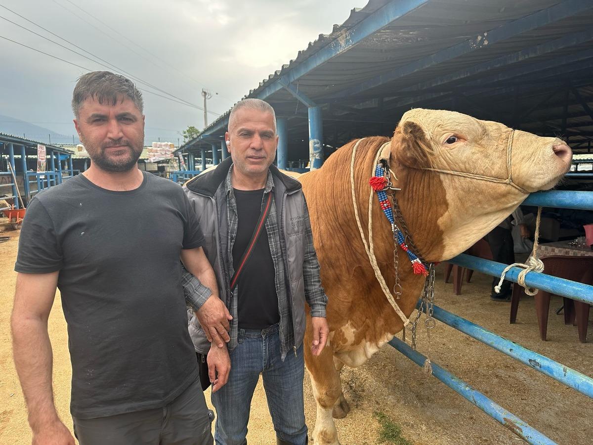 Tam 1 ton 200 gram! Bayram iki tosun boyutunda 1