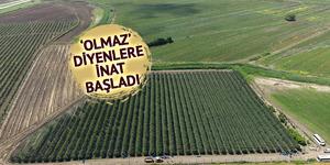 İspanya'dan getirmişti: 4 euroya alıcı buluyor, Avrupa'ya satılıyor
