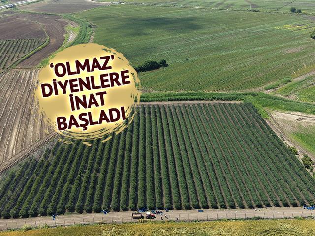 İspanya'dan getirmişti: 4 euroya alıcı buluyor, Avrupa'ya satılıyor