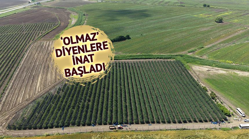 İspanya'dan getirmişti: 4 euroya alıcı buluyor, Avrupa'ya satılıyor