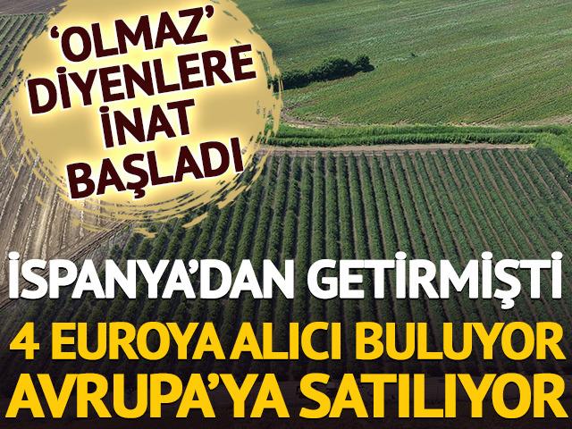 İspanya'dan getirmişti: 4 euroya alıcı buluyor, Avrupa'ya satılıyor