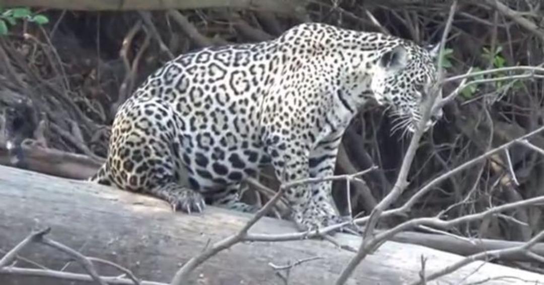 Jaguarın zor anları! Avlanmayı beklerken bakın ne oldu