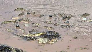 Elazığ&rsquo;da av yasağı denetimi: 3 bin 90 metre ağ ele ge&ccedil;irildi