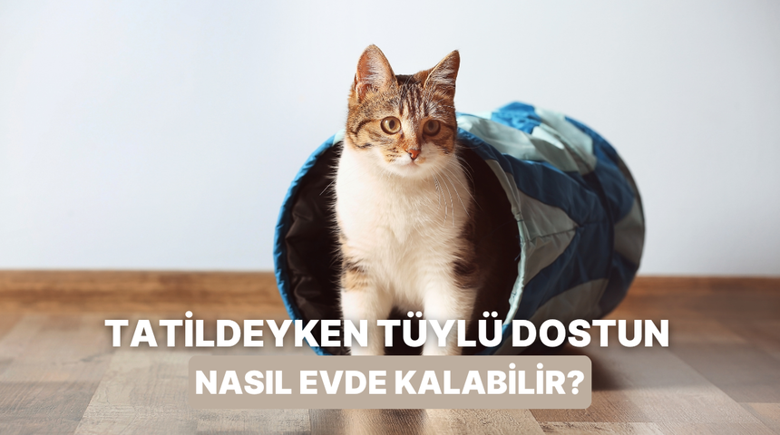 Tatil planı yapan patili ailelerin i&ccedil;ini rahatlatacak 10 y&ouml;ntem