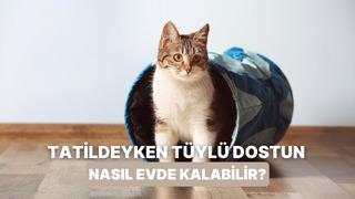 Tatil planı yapan patili ailelerin içini rahatlatacak 10 yöntem