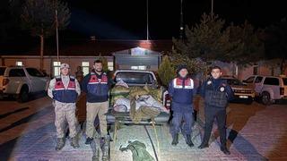 Muradiye’de 630 kilo inci kefali ele geçirildi