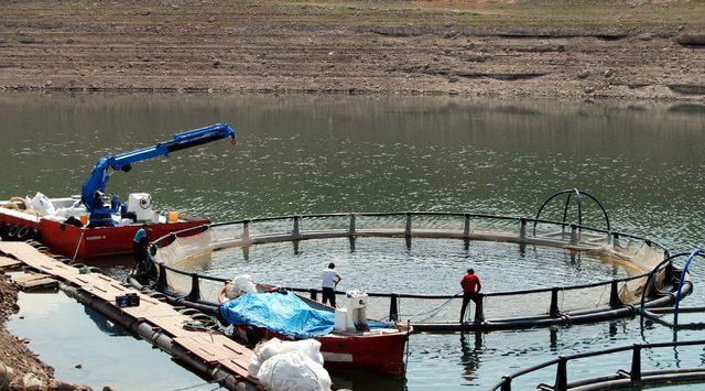 İç Anadolu'dan dünyaya balık ihraç ediyorlar