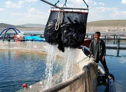İç Anadolu'dan dünyaya balık ihraç ediyorlar