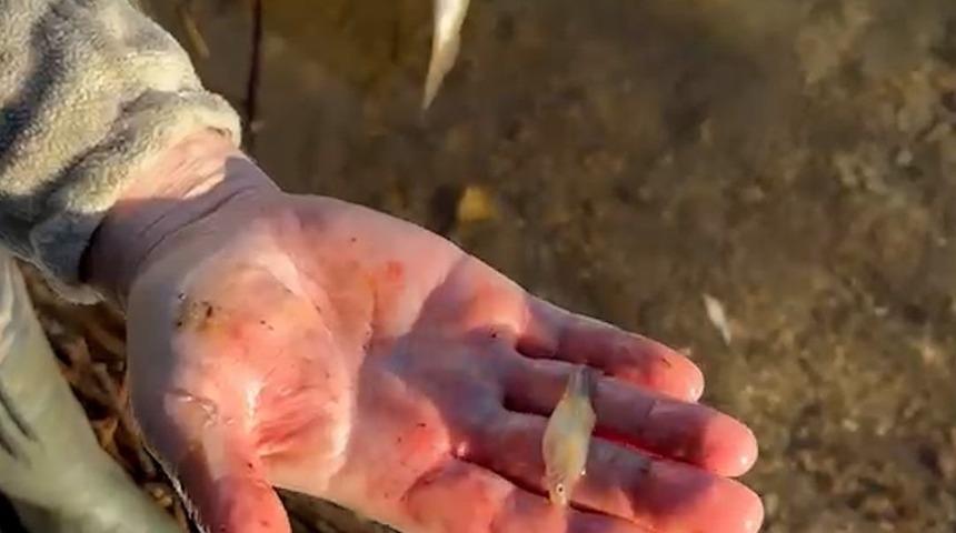 Tuttuğu alabalığın i&ccedil;inden bir s&uuml;r&uuml; balık &ccedil;ıktı: "&Ccedil;ok yemiş"