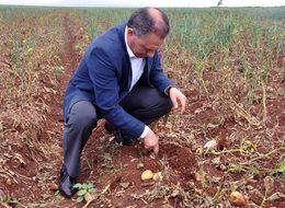 Patates üreticisi sıkıntılı